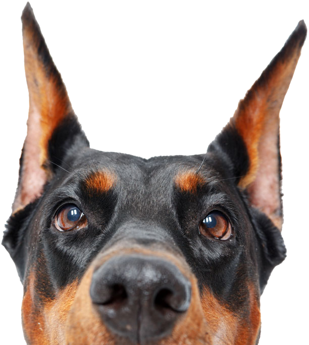 Doberman