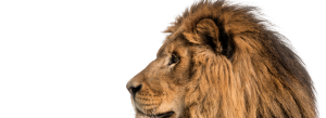 Lion Head