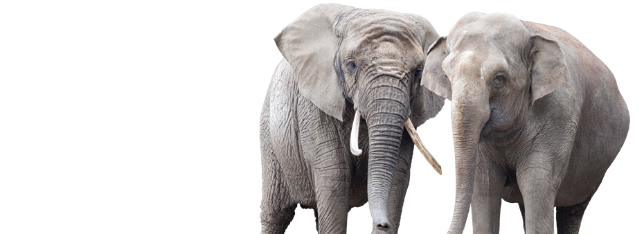 Elephants