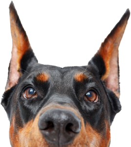 Doberman