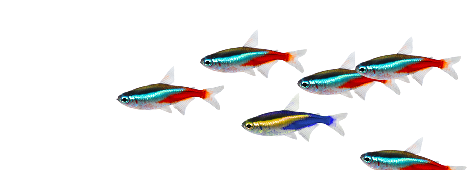 Fish Image