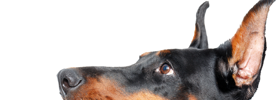 Doberman