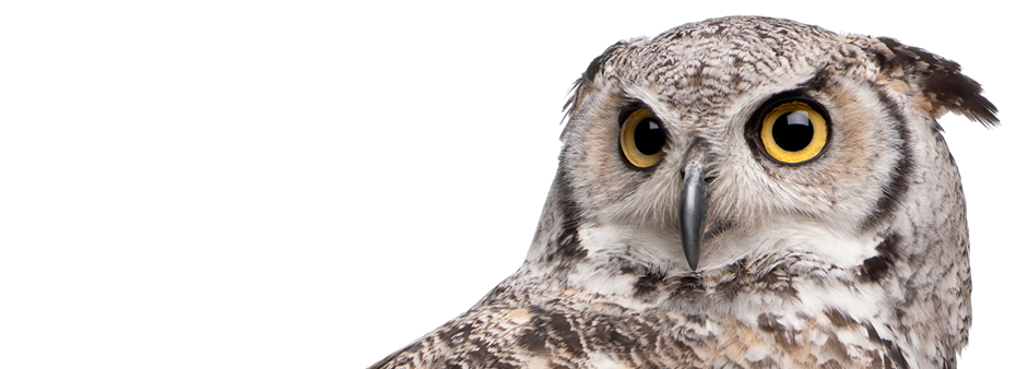 Hawk Image