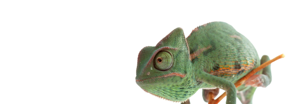 Chameleon